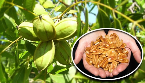 Bir avuç Pikan İnsan vücudu için gerekli miktarda Vitamin E Kalsiyum magnezyum potasyum çinko ve antioksidan içerir