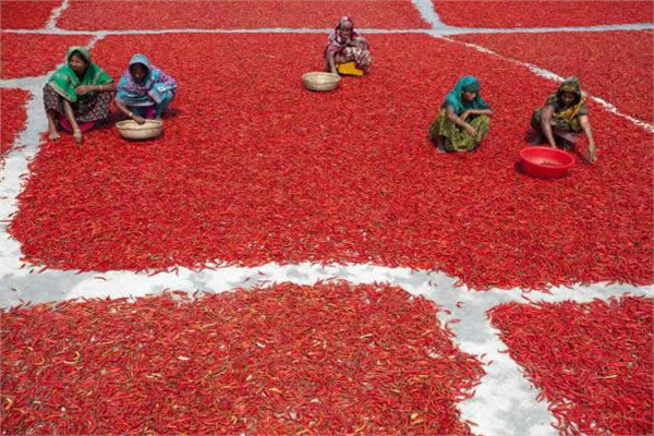 Bangladeş in Gaibandha şehrinde kadınlar günlük 1 ABD Doları nın altında kırmızı biber üretiminide çalışıyorlar