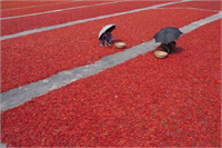 Tarlalardan toplanan kırmızı biberler güneşin altına serildikten sonra kurumaya bırakılıyor