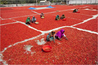 Düzenli kurumayı sağlamak için belirli aralıklarla kırmızı biberleri karıştıran kadın işçiler güneşin altında zor şartlarda çalışıyor