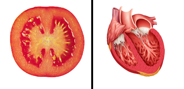Domates Ortadan kesilmiş domates dört kompartımanlı görülür Kalp de kırmızı ve 4 bölümden oluşur Domates kalp hastalıklarının önlenmesine yardımcı rol oynayan lycopene içerir