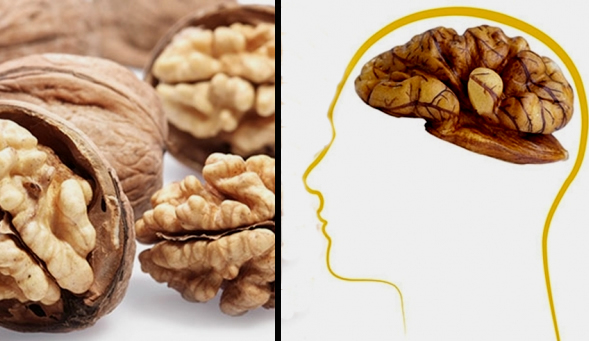 Ceviz şekil olarak beynin loblarına benzer bir özellik gösterir Ceviz yüksek oranda omega 3 yağları ile birçok vitamin ve mineral içerir Bunlar beynin fonksiyonlarının yerine getirilmesinde yardımcı olurlar