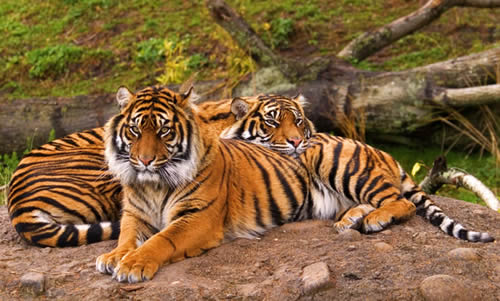Sumatra Kaplanı Sumatra Kaplanı 1978 de 1000 den fazla bireye sahipken şimdi sadece 400 e yakın bireyden oluşuyor Üstelik gelecekte bu sayının hızla düşmeye devam edeceği de tahmin edilmekte
