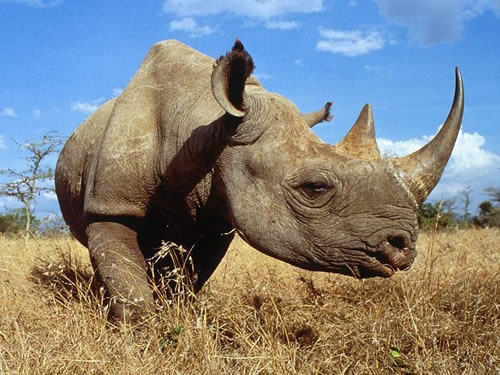 Cava Gergedanı Bu türün an itibariyle sadece 60 adet üyesi bulunmakta Bu üyelerin tamamı Hindistan daki Ujung Kulon Ulusal Parkı nda koruma altında yaşıyor