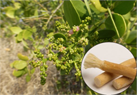 Salvadora persika adı verilen halk arasında Erak ağacı olarak bilinen ve dallarından kesilen parçalarla elde edilen misvak doğal aroması ve faydalarıyla sağlık için önemli bir yere sahiptir Doğu Afrika dan Hindistan a kadar uzanan bölgelerde yoğun olarak yetişen bu step bitkisi değerli kokusu güzel ve meyvesi yenen bir bitkidir