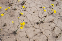 O Vadide Çiçekler Açtı