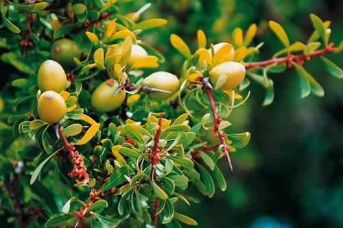 Argan ağacı oldukça büyük dikenlere sahip olması nedeni ile meyvelerinin toplanması da bir o kadar zordur UNESCO tarafından koruma altına alınmıştır Argan Yağının içeriğinde alfa gama ve beta yer almaktadır İçeriğinde bolca E vitamini bulunmaktadır Bol miktarda E vitamini içerdiği için genellikle cilt ve saç sağlığı için kullanılmaktadır