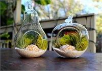 Bir Avuç Toprakla Küçük Bahçe Tasarımları Teraryum