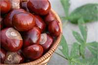 Kestanenin Bilinmeyen Faydaları