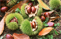 Yüksek miktarda selenyum ve B1 B2 E vitaminlerini içerir