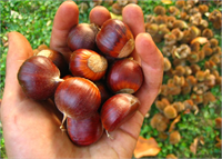 Halsizlik ve yorgunluğu önler enerji verir