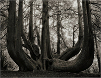 1863 yılından bu yana yaşayan sedir ağacı bilge ağaçların etkileyici bir örneği