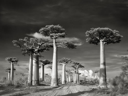 Dünyada nesli en çok tehlike altında olan ağaçlardan biri ulu Baobab lar