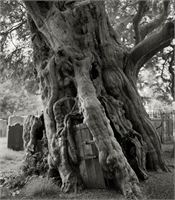 İngiltere de bir kilise avlusunda bulunan bu porsuk ağacı 1 500 yıldan fazladır orada