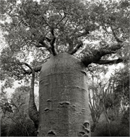 Madagaskar da 1 200 yıldır heybetiyle yaşayan bir çaydanlık ağacı