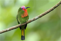 Kızıl Sakallı Arı Kuşu