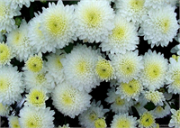 Kasımpatı Güzelliğiyle bilinen bu bitki çok terleme yapması sebebiyle odadaki kötü kokuları absorbe ederek evin dört bir yanını güzel kokusuyla sarar Işık gören yerlerde yetişen bu bitki evinizin havasını değiştirmeye aday