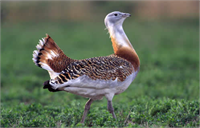 Toy Kuşu Türkiye nin en büyük kuş türü olan toy aynı zamanda dünyada en büyük uçabilen kuşlardan biridir Maalesef toyların nesli ciddi tehlike altındadır