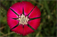 Sevgi Çiçeği Dünyada yalnızca Gölbaşı Ankara da yetişen ve halk arasında gelin düğmesi olarak da bilinen bu bitki türü Bern Sözleşmesi ile koruma altına alınmıştı Fakat yerel boyutta da önlemler alınması ve sevgi çiçeğinin korunması bu bitkinin geleceği için büyük önem arz etmektedir