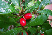 Yediğiniz Herşeyin Tadını Tatlıya Dönüştüren Meyve Miracle Berry