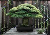 Hiroşima dan Sağ Çıkan 390 Yaşındaki Ağaç