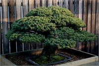 2001 yılında Yamaki nin iki torunu önceden ailelerinde olan ağacı aramak için botanik parkına gelirler Japon bir tercüman aracılığıyla da dünyadaki ilk atom bombasının dedelerinin evinin sadece iki mil ötesine düştüğünün hik yesini anlatırlar Yamaki nin bonsaileri ise fidanlığı çevreleyen yüksek bir duvar tarafından korunmuş ve mucizev bir şekilde hayatta kalmıştır ve ağaç en az altı kuşaktır ailedeymiş