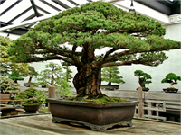 Hiroshima Patlamasının 70 nci yılında sağ olan bu ağaç doğanın gücünü ve önemini 390 yaşında olması ve pek çok olayı atlatmasıyla birlikte simgelemeye devam ediyor