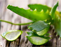 Aloe vera bitkisi de sindirim kanalı üzerinde düzenleyici ve temizleyici bir etkiye sahip olduğu için kabız ishal reflü gibi hastalıklar üzerinde iyileştirici bir etkiye sahiptir ve sindirim sistemimiz için zararlı olan bakterilerden arınmamıza yardım etmektedir