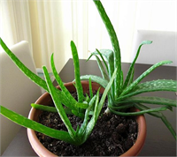 Sindirim problemleri pek çok hastalığın belirtisi olarak ortaya çıkabilmektedir