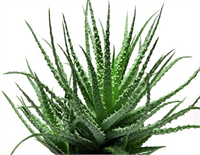 İnsan vücudu toplamda 22 farklı çeşit aminoasite ihtiyaç duyar ve bunların içinden 8 tanesi hayati öneme sahiptir