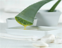 Özellikle tıp endüstrisinin henüz gelişmediği dönemlerde yaralanmalar üzerindeki etkisi sebebiyle hayat kurtarıcı bir bitki olarak görülmüştür