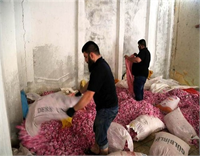 Halen yaklaşık 20 bin dekarlık alanda 12 bin kişinin ürettiği Isparta gülü yağ üretimine uygun olması ve güçlü kokusuyla başta Fransız firmalar olmak üzere dünyada önde gelen parfüm üreticilerinin öncelikli tercihi arasında yer alıyor