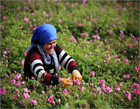 Güneş ışınlarının güldeki yağı azaltarak rekolteyi düşürmesi nedeniyle gül hasadı yapan üreticiler güneş doğmadan eşleri çocukları ve bahçenin büyüklüğüne göre yevmiyeli çalışan işçileriyle sabahın erken saatlerinde gül bahçelerine doğru yola çıkıyor
