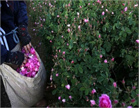 Burada tartımın ardından fabrikalara götürülen güller işlenmek üzere kazanlara dolduruluyor