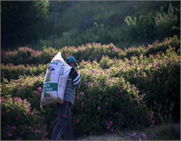 Fabrikadaki kazanlarda 1 5 ton sıcak suya boşaltılan güller iki saat süren kaynatma işleminin ardından yağlı su olarak başka kazanlara naklediliyor İkinci bir kaynatma işleminin ardından gül yağı sudan süzülerek ihracata hazır hale getiriliyor