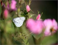 Çelik 25 günlük gül hasadının üreticilerin 11 aylık emeklerinin karşılığını aldığı bir zaman dilimi olduğunu söyledi Bu dönemde gerçekleştirilen hasadın zahmetli bir süreç gerektirdiğini belirten Çelik üreticilerin güneş ışınlarının güldeki yağ oranını azaltması bunun da rekolte kaybına neden olması nedeniyle henüz gün doğarken gül toplamak için gül bahçelerine doğru yola çıktığını ifade etti