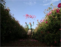 Ortalama 4 ton gülden 1 kilogram yağ çıkarıldığını kaydeden Çelik Isparta genelindeki üretiminin 6 7 bin ton arasında olduğunu buradan elde edilen yağın ortalama 9 bin avrodan satıldığını söyledi