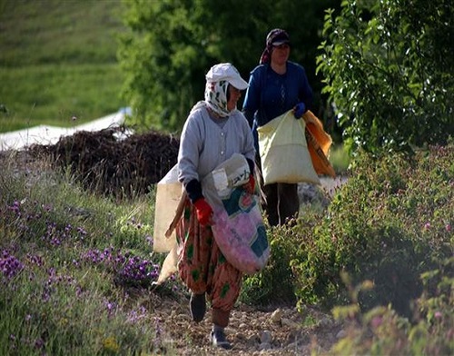 Üreticilerin güle ekonomik bir uğraş olmanın yanında milletin inanç sisteminde ve kültüründeki önemli bir yere sahip olması açısından önem verdiğini belirten Çelik bu kültürü gelecek nesillere aktarmayı kendilerine misyon edindiğini sözlerine ekledi
