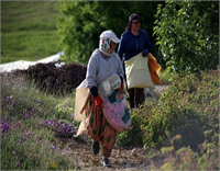 Üreticilerin güle ekonomik bir uğraş olmanın yanında milletin inanç sisteminde ve kültüründeki önemli bir yere sahip olması açısından önem verdiğini belirten Çelik bu kültürü gelecek nesillere aktarmayı kendilerine misyon edindiğini sözlerine ekledi