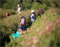 Çelik Isparta gülünün güçlü kokusu ve kalitesi ile dünyada bir marka değeri haline geldiğini dünyadaki sayılı parfümeri firmalarının kaliteli parfüm için Isparta gülünü tercih ettiğini vurgulayarak Fransa başta olmak üzere İngiltere Belçika ve Hindistan ın da aralarında bulunduğu 10 ülkeye gül yağı ihraç ettiklerini kaydetti