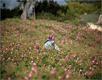 Gül Gülyağı ve Yağlı Tohumlar Tarım Satış Kooperatifleri Birliği GÜLBİRLİK Genel Müdürü Hasan Çelik geçmişte çok küçük bir alanda yapılan gülcülüğün bugün çok geniş alanlara yayıldığını söyledi Çelik Isparta da herkesin küçük alanlarda da olsa gülcülükle uğraştığını Isparta gülünün dünyanın bir numarası haline gelmesine katkı sağladığını ifade etti