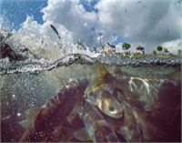 Van Gölü nde yeni mikrobiyalit alanları bulundu