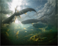 Van Gölü nde yeni mikrobiyalit alanları bulundu