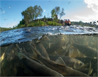 Van Gölü nde yeni mikrobiyalit alanları bulundu