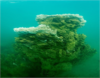 Van Gölü nde yeni mikrobiyalit alanları bulundu