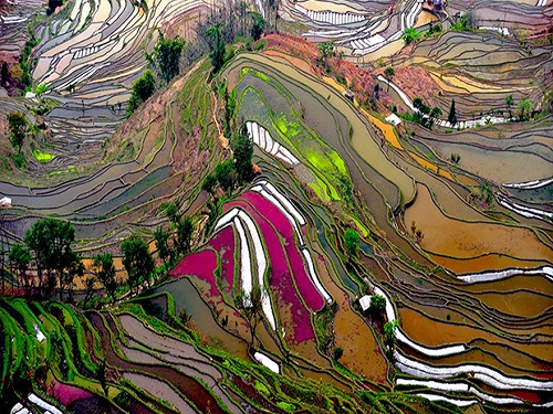 Tayland daki pirinç tarlaları