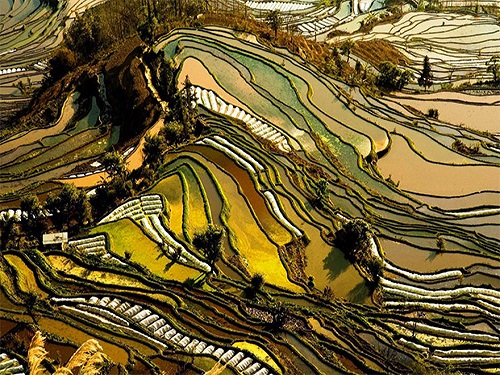 Tayland daki pirinç tarlaları