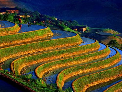 Tayland daki pirinç tarlaları