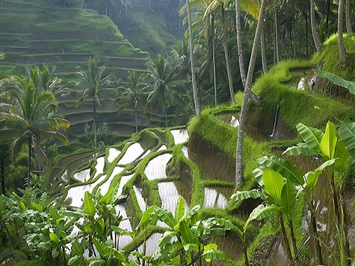 Tayland daki pirinç tarlaları