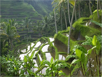 Tayland daki pirinç tarlaları